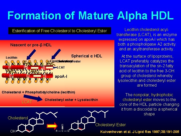 Formation of Mature Alpha HDL Esterification of Free Cholesterol to Cholesteryl Ester Nascent or