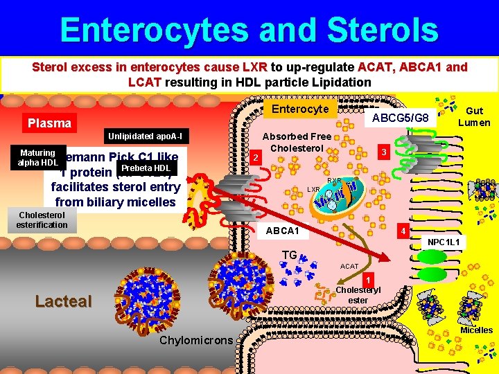 Enterocytes and Sterols Sterol excess in enterocytes cause LXR to up-regulate ACAT, ABCA 1