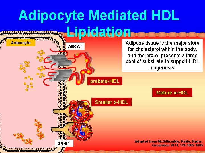 Adipocyte Mediated HDL Lipidation Adipocyte Adipose tissue is the major store for cholesterol within