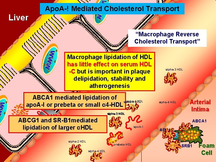 Apo. A-! Mediated Cholesterol Transport Bile Duct Liver “Macrophage Reverse Cholesterol Transport” Macrophage lipidation