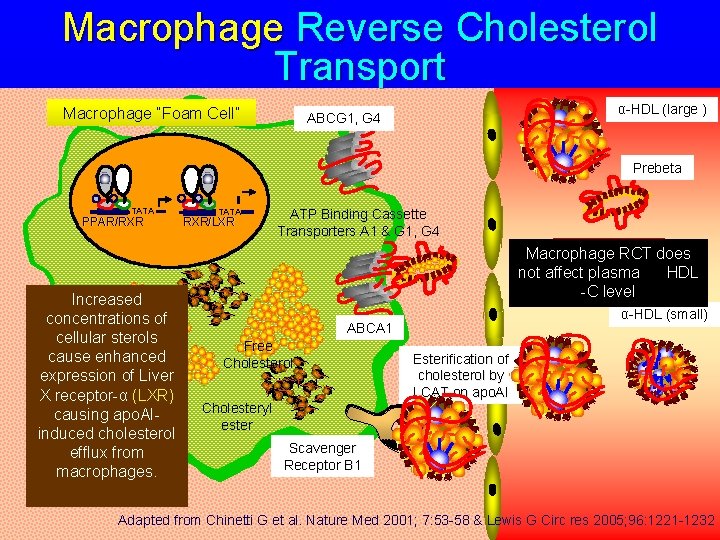 Macrophage Reverse Cholesterol Transport Macrophage “Foam Cell” α-HDL (large ) ABCG 1, G 4