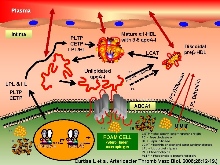 Plasma Mature α 1 -HDL with 3 -5 apo. A-I LCAT PL FC PLTP