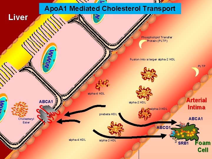 Apo. A 1 Mediated Cholesterol Transport Bile Duct Liver Phospholipid Transfer Protein (PLTP) Fusion