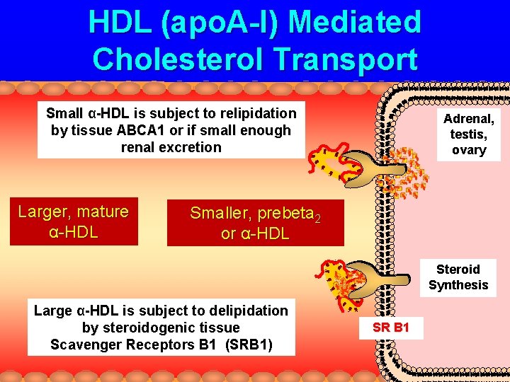 HDL (apo. A-I) Mediated Cholesterol Transport Small α-HDL is subject to relipidation by tissue