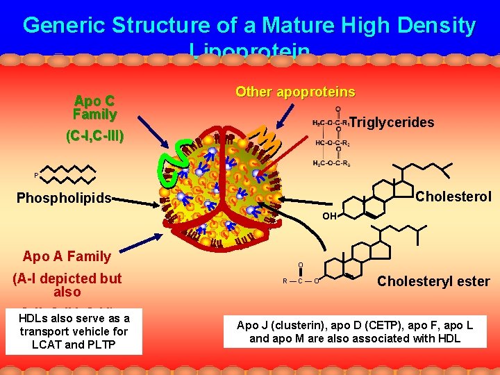 Generic Structure of a Mature High Density Lipoprotein Apo C Family Other apoproteins Triglycerides