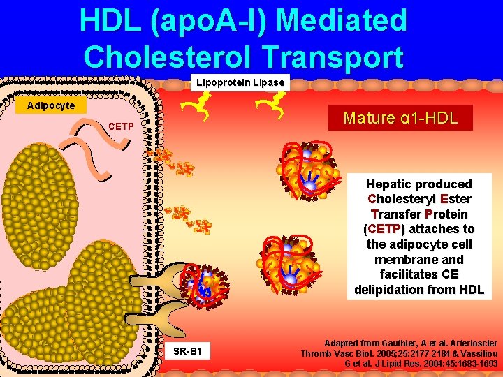 HDL (apo. A-I) Mediated Cholesterol Transport Lipoprotein Lipase Adipocyte Mature α 1 -HDL CETP