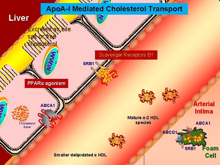 Apo. A-I Mediated Cholesterol Transport Bile Duct Liver Excreted as bile salt or free