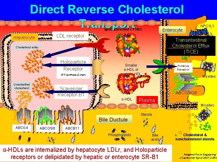 Direct Reverse Cholesterol Transport apo. E enriched α 1 -HDL Enterocyte LDL receptor Hepatocyte