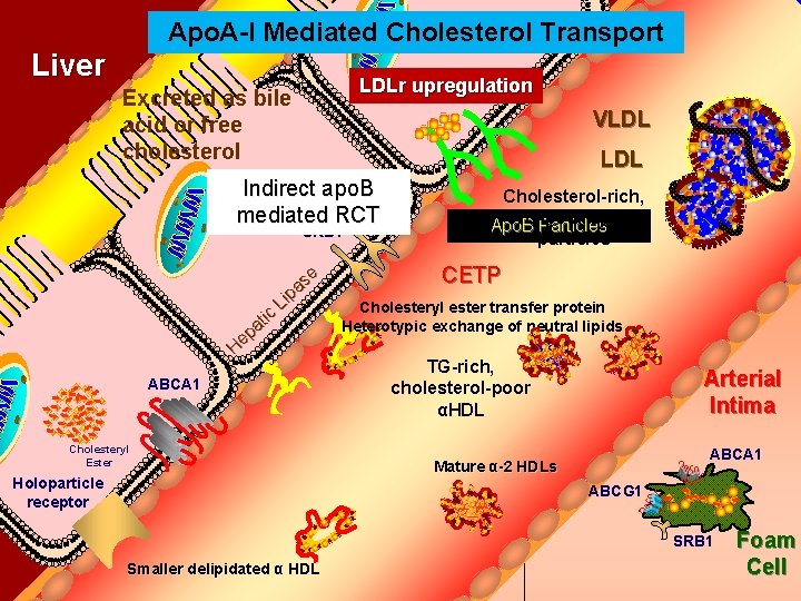 Apo. A-I Mediated Cholesterol Transport Bile Duct Liver LDLr upregulation Excreted as bile acid