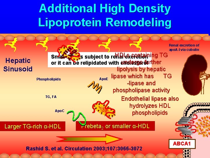 Additional High Density Lipoprotein Remodeling Renal excretion of apo. A-I via cubulin Hepatic Sinusoid