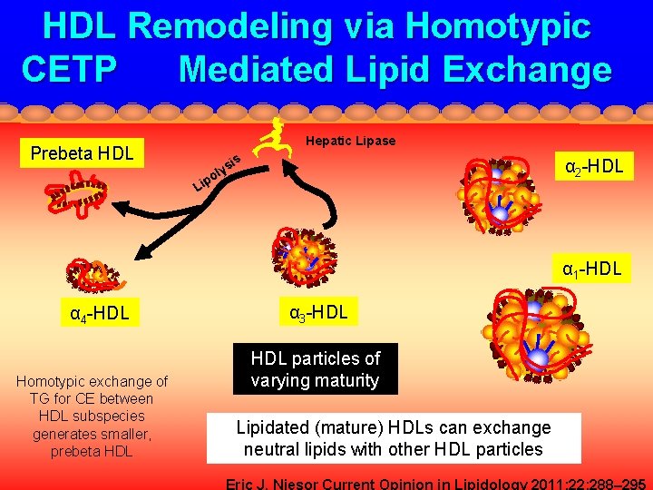 HDL Remodeling via Homotypic CETP Mediated Lipid Exchange Prebeta HDL Hepatic Lipase is ys