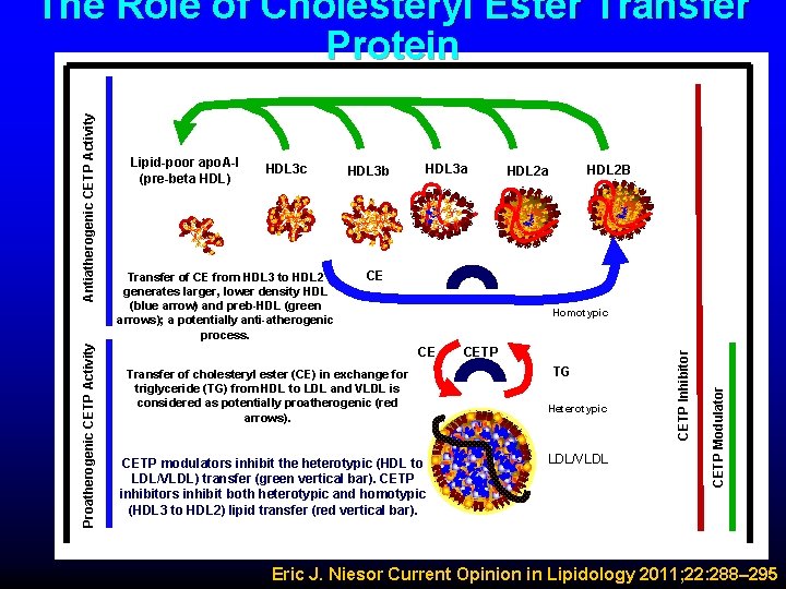 HDL 3 c Transfer of CE from HDL 3 to HDL 2 generates larger,