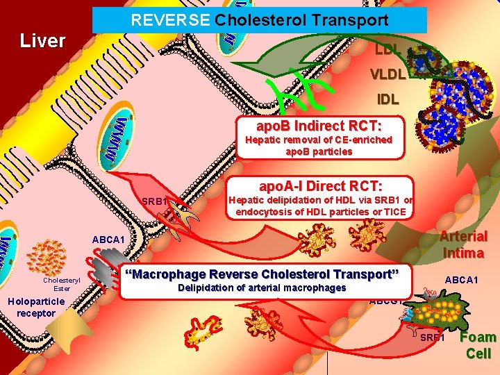 REVERSE Bile Duct Cholesterol Transport Liver LDL VLDL IDL apo. B Indirect RCT: Hepatic