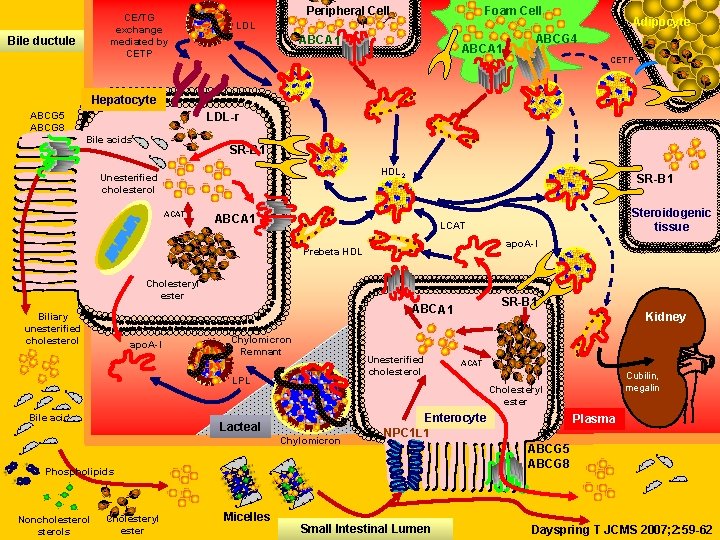 CE/TG exchange mediated by CETP Bile ductule Peripheral Cell Foam Cell Adipocyte LDL ABCA