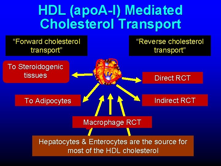 HDL (apo. A-I) Mediated Cholesterol Transport “Forward cholesterol transport” “Reverse cholesterol transport” To Steroidogenic