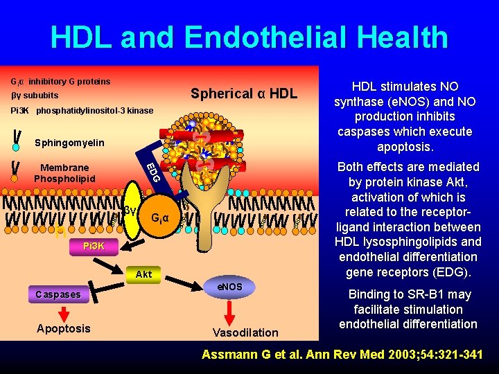 HDL and Endothelial Health Giα inhibitory G proteins Spherical α HDL βγ sububits Pi