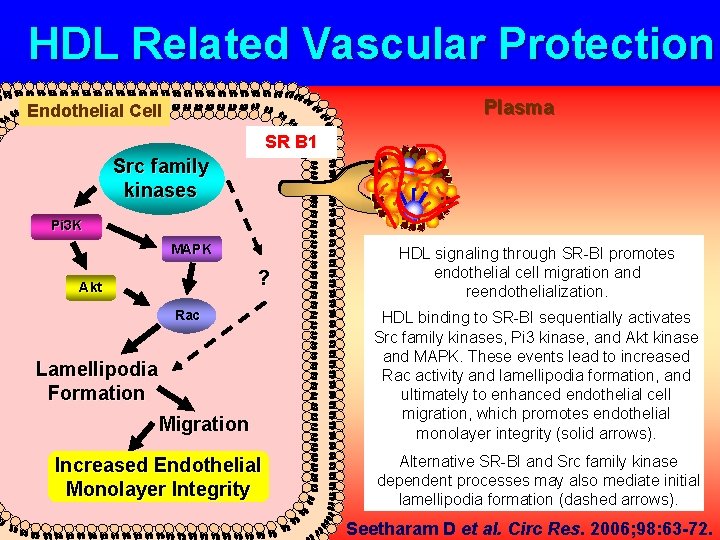 HDL Related Vascular Protection Plasma Endothelial Cell SR B 1 Src family kinases Pi