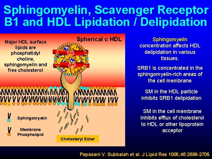 Sphingomyelin, Scavenger Receptor B 1 and HDL Lipidation / Delipidation Major HDL surface lipids