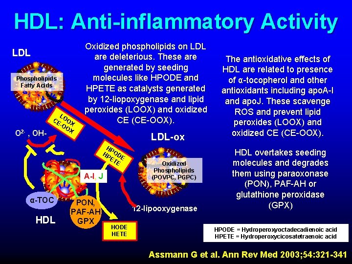 HDL: Anti-inflammatory Activity LDL Phospholipids Fatty Acids O 2 - , OH- L CE