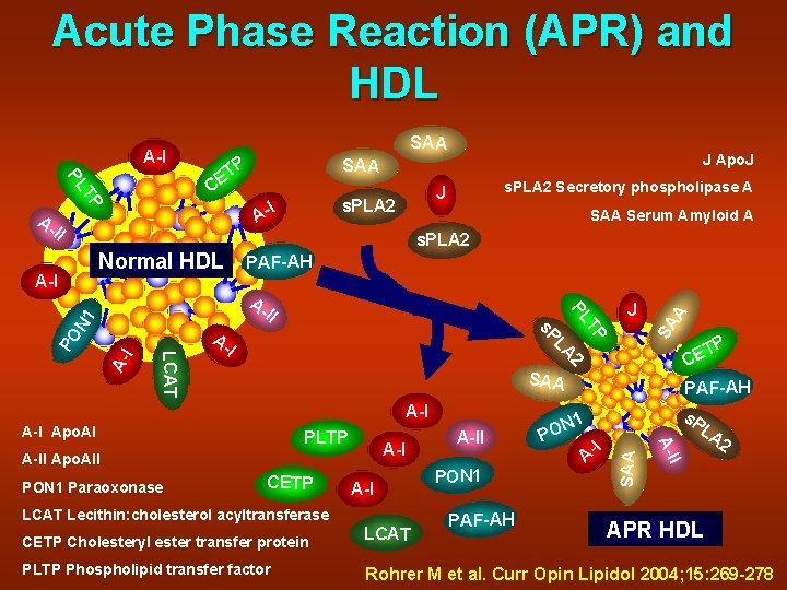 Acute Phase Reaction (APR) and HDL SAA C s. PLA 2 I A- SAA