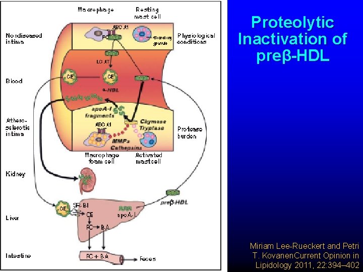 Proteolytic Inactivation of preβ-HDL Miriam Lee-Rueckert and Petri T. Kovanen. Current Opinion in Lipidology