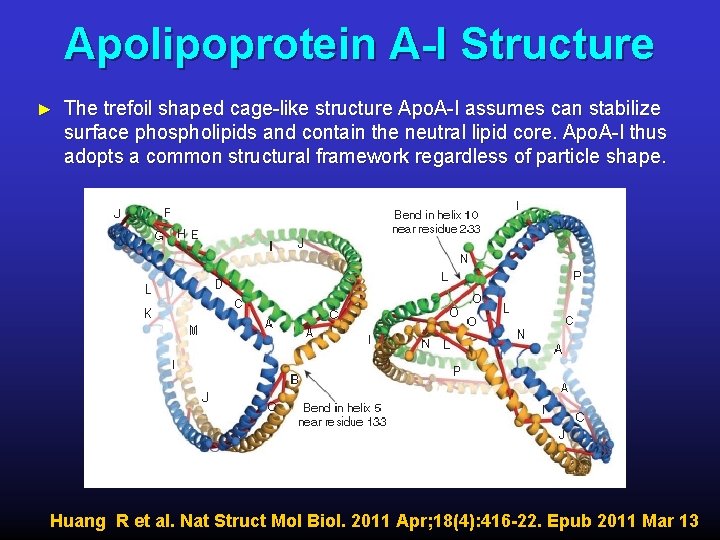 Apolipoprotein A-I Structure ► The trefoil shaped cage-like structure Apo. A-I assumes can stabilize