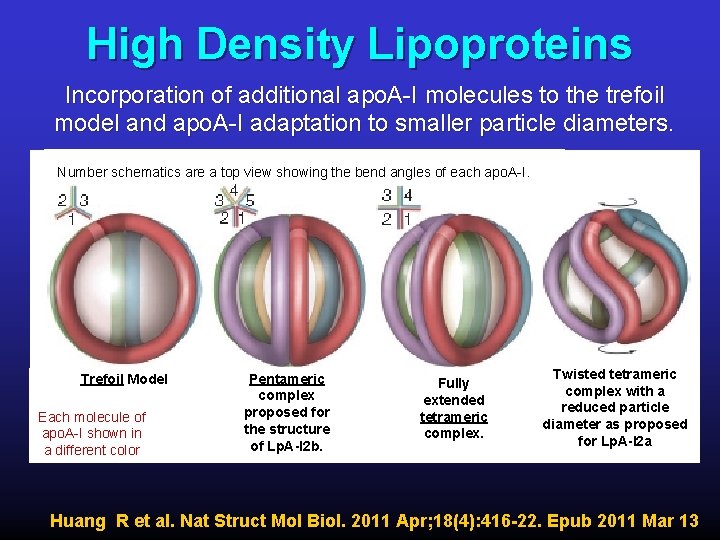 High Density Lipoproteins Incorporation of additional apo. A-I molecules to the trefoil model and