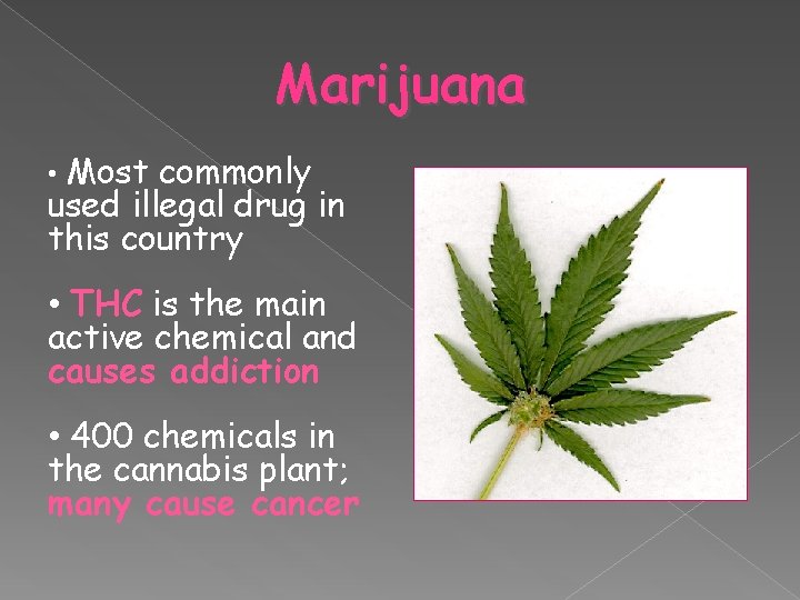 Marijuana • Most commonly used illegal drug in this country • THC is the