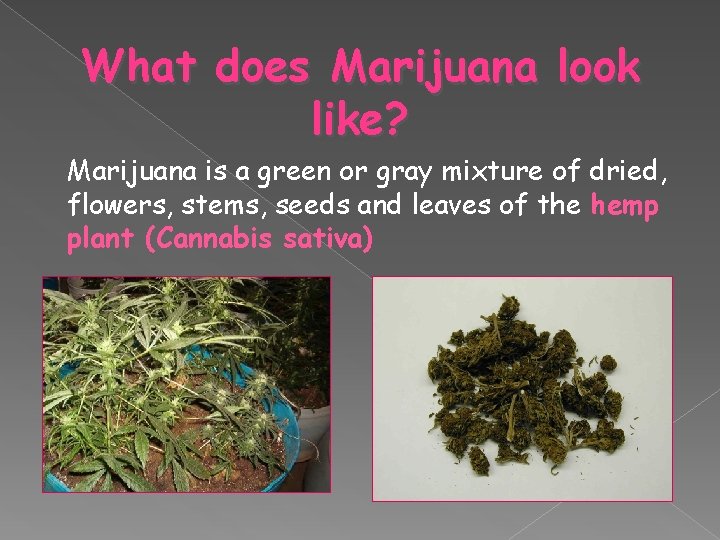 What does Marijuana look like? Marijuana is a green or gray mixture of dried,