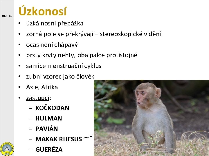 Obr. 14 Úzkonosí • úzká nosní přepážka • zorná pole se překrývají – stereoskopické