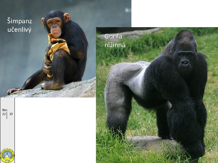 Šimpanz učenlivý Obr. 22 23 Gorila nížinná 