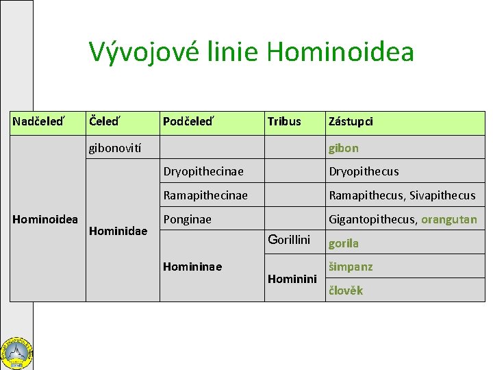 Vývojové linie Hominoidea Nadčeleď Čeleď Podčeleď Tribus gibonovití Hominoidea Hominidae Zástupci gibon Dryopithecinae Dryopithecus