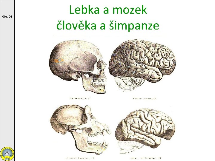 Obr. 24 Lebka a mozek člověka a šimpanze 