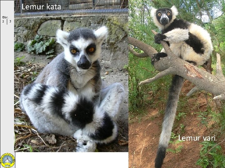 Lemur kata Obr. 2 3 Lemur vari 