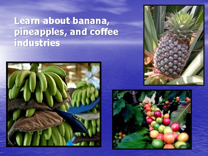 Learn about banana, pineapples, and coffee industries 