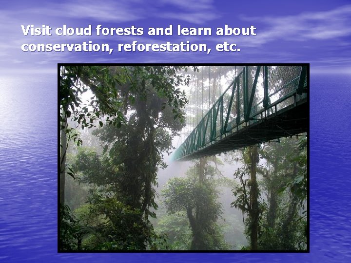 Visit cloud forests and learn about conservation, reforestation, etc. 