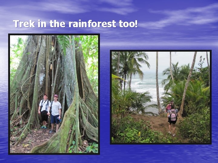 Trek in the rainforest too! 