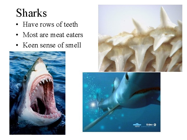 Sharks • Have rows of teeth • Most are meat eaters • Keen sense