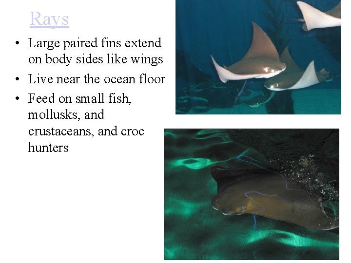 Rays • Large paired fins extend on body sides like wings • Live near