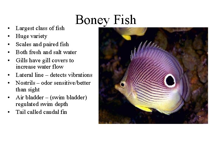 • • • Boney Fish Largest class of fish Huge variety Scales and