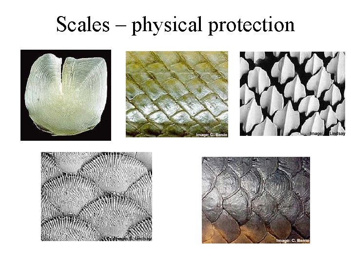 Scales – physical protection 