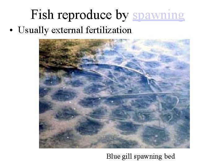 Fish reproduce by spawning • Usually external fertilization Blue gill spawning bed 