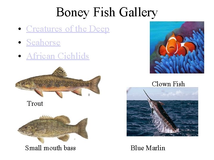 Boney Fish Gallery • Creatures of the Deep • Seahorse • African Cichlids Clown