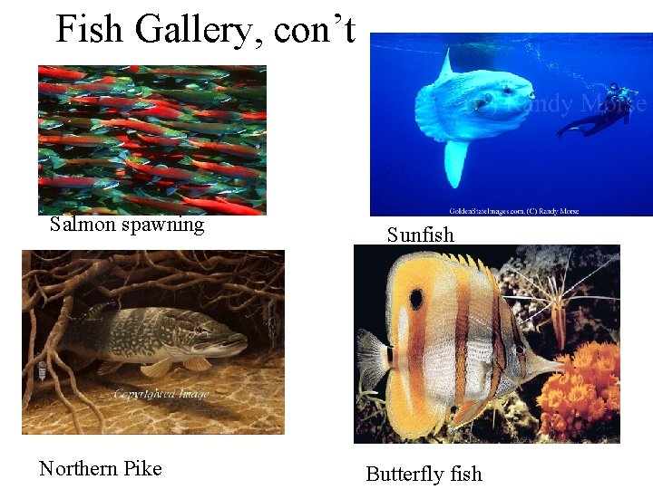 Fish Gallery, con’t Salmon spawning Northern Pike Sunfish Butterfly fish 