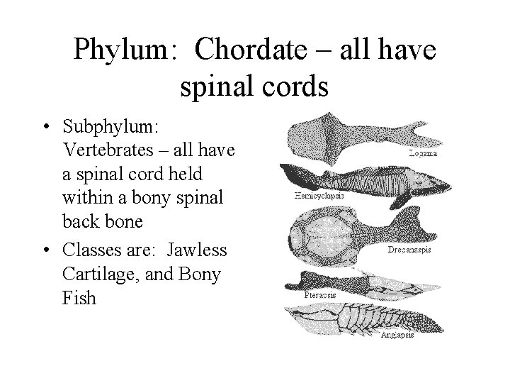 Phylum: Chordate – all have spinal cords • Subphylum: Vertebrates – all have a