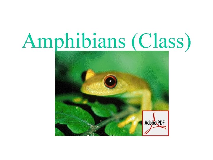 Amphibians (Class) 