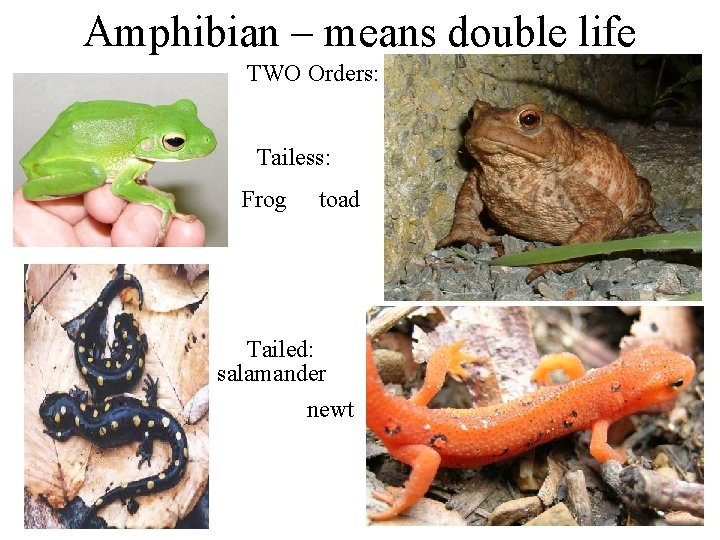 Amphibian – means double life TWO Orders: Tailess: Frog toad Tailed: salamander newt 