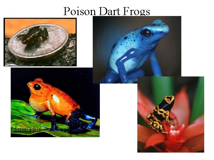 Poison Dart Frogs 