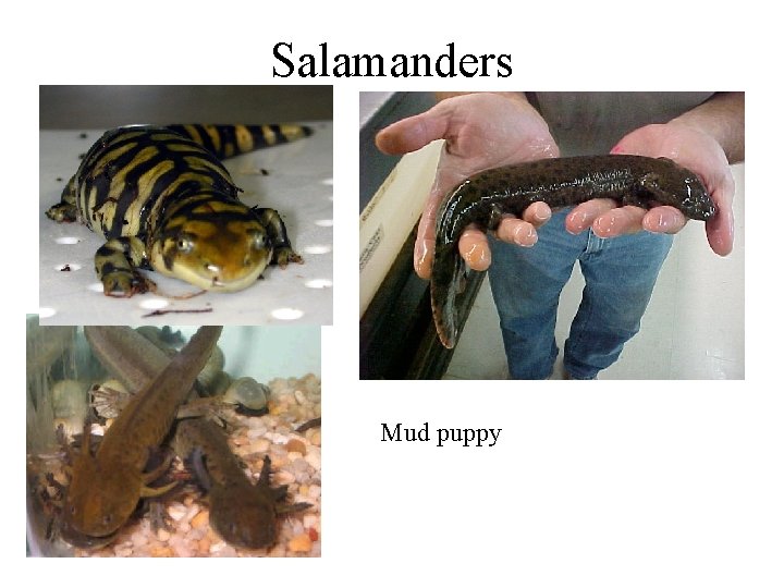 Salamanders Mud puppy 