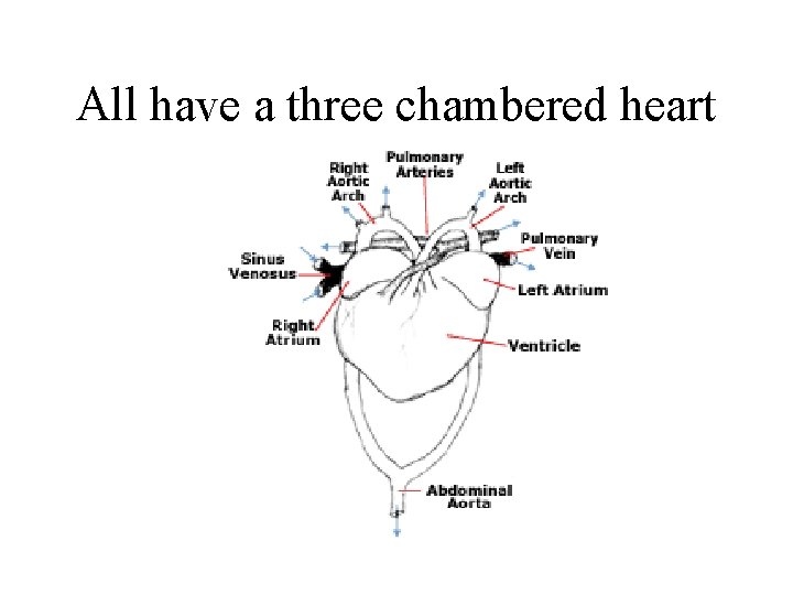 All have a three chambered heart 